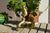 Decorative Antique Brass Garden Outdoor Faucet Cold Water Tap - With a Set of Brass Quick Connecter for 1/2" Inches Hose