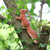 Resin Squirrel Figurine Statue Lawn Sculpture/Garden Decoration