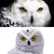 Owl  Solar Powered  Led Light Outdoor Garden  Waterproof Lights