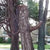 Outdoor Tree Face Statues Old Man Tree Hugger Bark Ghost Face  Funny Yard Art Tree Decor Outdoor Garden