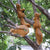 Exquisite Resin Squirrel Garden Decoration Perfect Outdoor Decoration for Home Desk and Fairy Garden