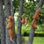 Exquisite Resin Squirrel Garden Decoration Perfect Outdoor Decoration for Home Desk and Fairy Garden